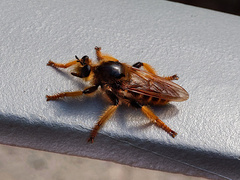 Pogonosoma maroccanum