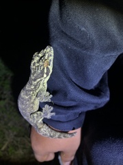 Thecadactylus solimoensis