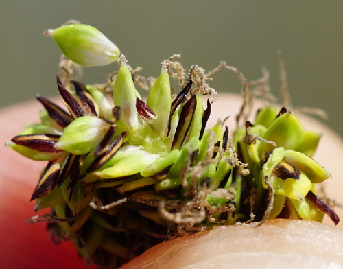 Image of Carex buekii by (c) Patrick Hacker, some rights reserved (CC BY)