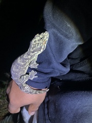 Thecadactylus solimoensis