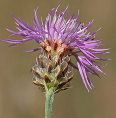 Centaurea alba