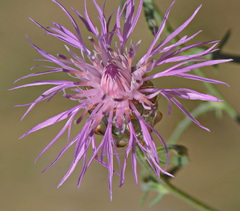 Centaurea alba