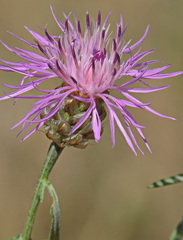 Centaurea alba