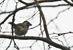 Saltator aurantiirostris