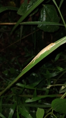 Anolis sericeus