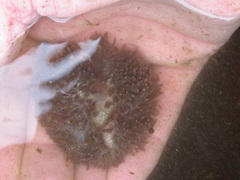 Aeolidia
