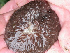 Aeolidia