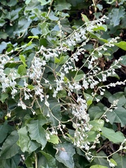 Fallopia baldschuanica