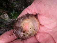 Aeolidia