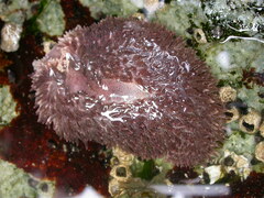 Aeolidia