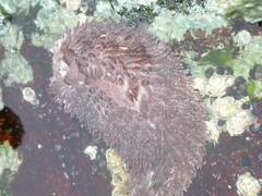 Aeolidia