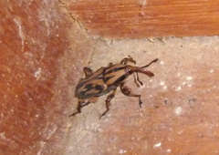 Metamasius hemipterus