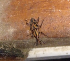 Metamasius hemipterus