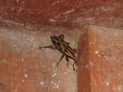 Metamasius hemipterus