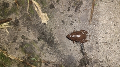 Hypopachus variolosus