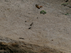 Cicindelinae