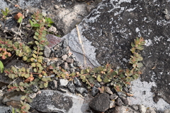Euphorbia velleriflora