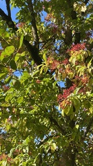 Viburnum sieboldii