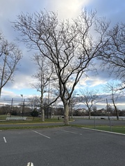 Platanus occidentalis