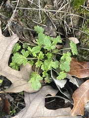 Lamium