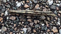 Anisomorpha buprestoides