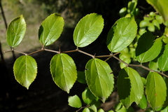 Celtis iguanaea