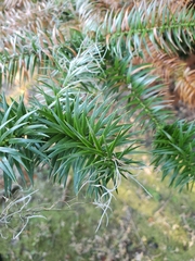 Cunninghamia lanceolata