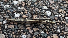 Anisomorpha buprestoides