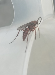 Tachypompilus ferrugineus