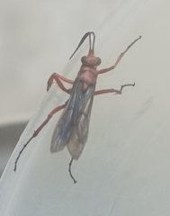 Tachypompilus ferrugineus