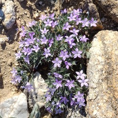 Langloisia setosissima setosissima