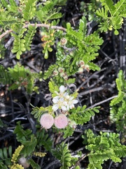 Osteomeles anthyllidifolia