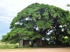 Ficus cestrifolia