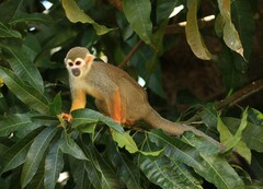 French Guiana · iNaturalist