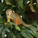 Common Squirrel Monkey - Photo (c) patrickdebeuf, some rights reserved (CC BY-NC)