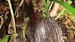 Hypopachus variolosus