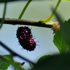Morus nigra
