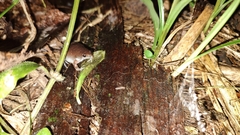 Hypopachus variolosus