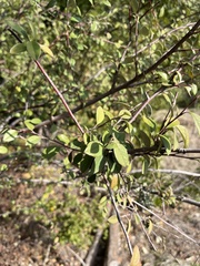 Cotoneaster pannosus