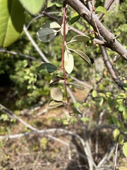 Cotoneaster pannosus