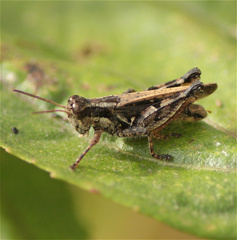 Baeacris