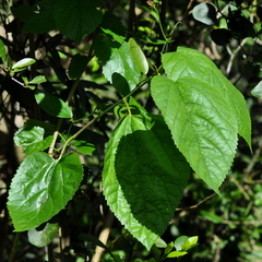 Morus nigra