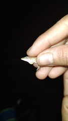 Anolis sericeus
