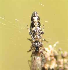 Cyclosa