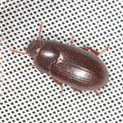 Alphitobius diaperinus