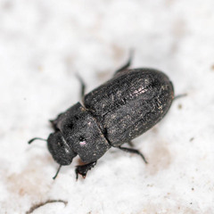 Melanimon tibiale