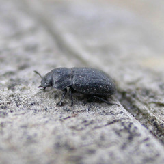 Melanimon tibiale