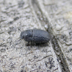 Melanimon tibiale