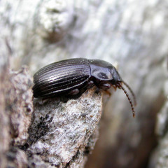 Nalassus dermestoides