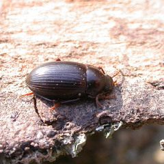 Nalassus dermestoides